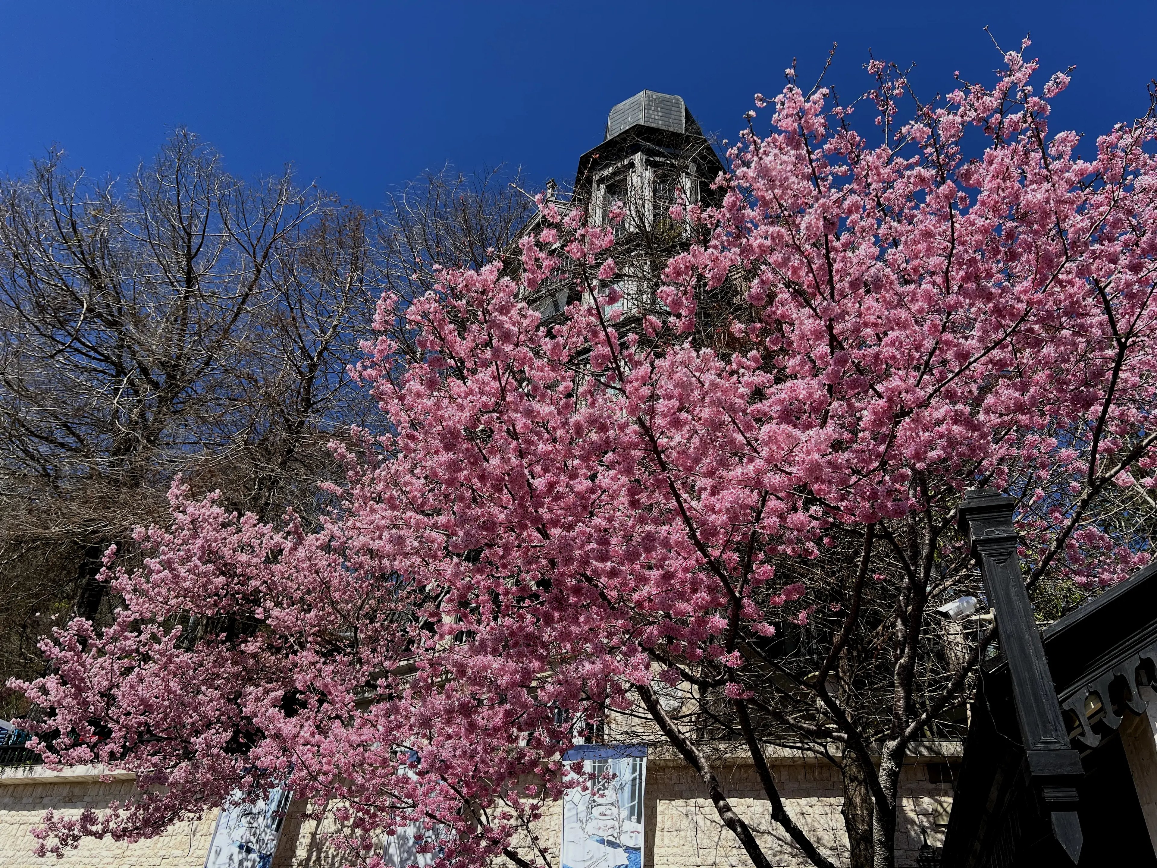 清境老英格蘭莊園盛開的櫻花